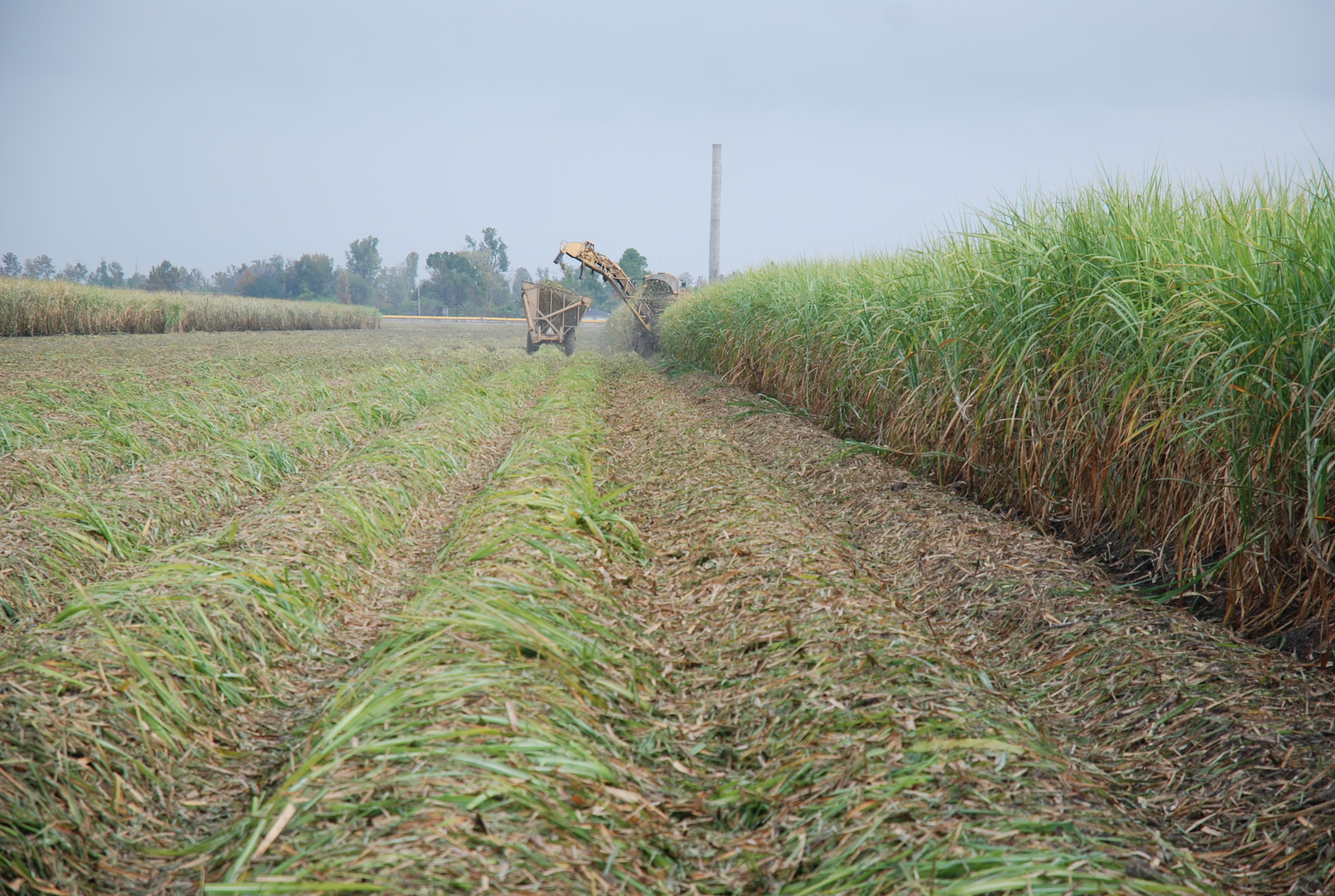 Sugar in foods to be discussed at symposium